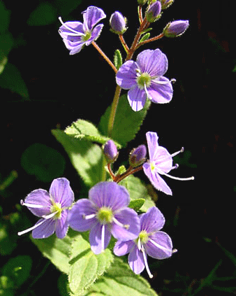Вероника дубравная (veronica chamaedrys) норичниковые (scrophulariaceae)