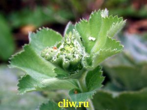 Манжетка мягкая (alchemilla mollis) розоцветные (rosaceae)