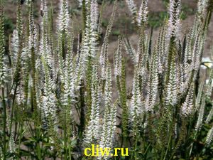 Вероникаструм виргинский (veronicastrum virginicum) норичниковые (scrophulariaceae)