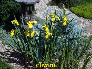 Ирис болотный (iris pseudacorus) касатиковые (iridaceae)