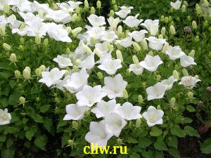 Колокольчик карпатский (campanula carpatica) колокольчиковые (campanulaceae) white clips
