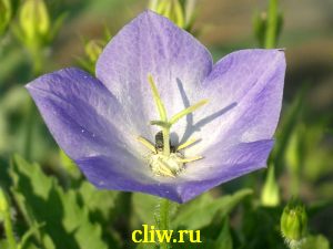 Колокольчик карпатский (campanula carpatica) колокольчиковые (campanulaceae) blue clips