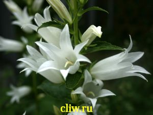 Колокольчик широколистный (campanula latifolia) колокольчиковые (campanulaceae) alba