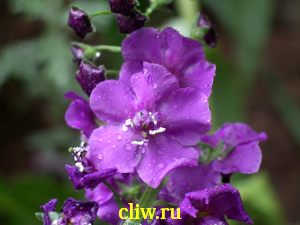 Коровяк фиолетовый (verbascum phoeniceum) норичниковые (scrophulariaceae)