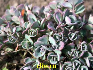 Очиток эверса (sedum ewersii) толстянковые (crassulaceae) rubin glow
