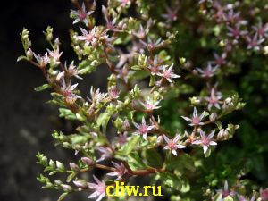 Очиток линейный (sedum linearifolium) толстянковые (crassulaceae)