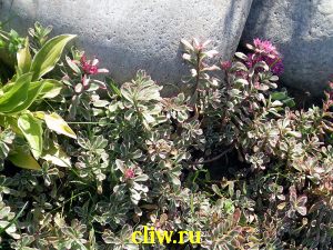 Очиток ложный (sedum spurium) толстянковые (crassulaceae) tricolor