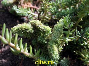 Очиток отогнутый (sedum reflexum) толстянковые (crassulaceae) cristatum
