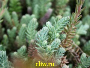 Очиток отогнутый (sedum reflexum) толстянковые (crassulaceae) glaucum