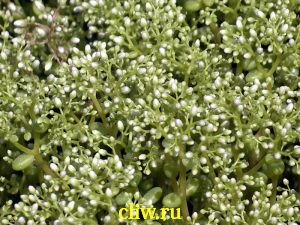 Очиток белый (sedum album) толстянковые (crassulaceae) chloroticum micranthum