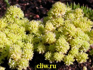 Очиток испанский (sedum hispanticum) толстянковые (crassulaceae) aureus