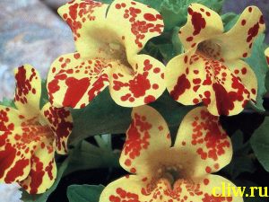 Губастик гибридный (mimulus hybridus) норичниковые (scrophulariaceae)