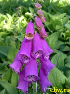 Наперстянка пурпурная (digitalis purpurea) норичниковые (scrophulariaceae)