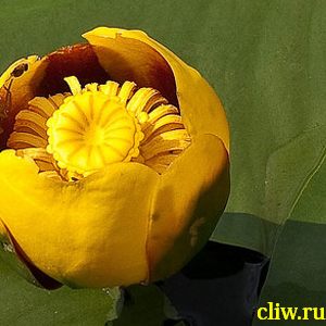 Кубышка желтая (nuphar lutea ) нимфейные (nymphaeaceae)