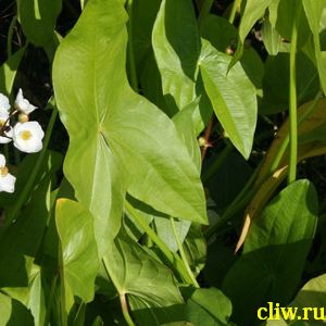 Стрелолист обыкновенный (sagittaria vulgaris) частуховые (alismaceae)