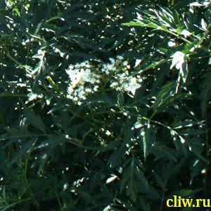 Бузина черная (sambucus nigra) жимолостные (caprifoliaceae) laciniata