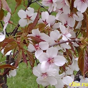 Вишня курильская (cerasus kurilensis) розоцветные (rosaceae)