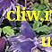 Клематис  (clematis ) лютиковые (ranunculaceae) cecile