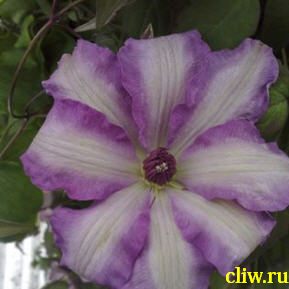 Клематис  (clematis ) лютиковые (ranunculaceae) joan picton