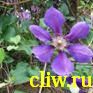Клематис  (clematis ) лютиковые (ranunculaceae) luther burbank