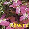 Клематис  (clematis ) лютиковые (ranunculaceae) олимпиада-80