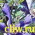 Клематис  (clematis ) лютиковые (ranunculaceae) сизая птица
