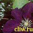 Клематис  (clematis ) лютиковые (ranunculaceae) польская варшавянка
