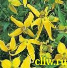 Клематис тангутский (clematis tangutica) лютиковые (ranunculaceae)
