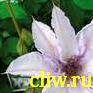 Клематис  (clematis ) лютиковые (ranunculaceae) идеал