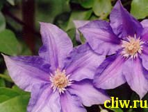 Клематис  (clematis ) лютиковые (ranunculaceae) бал цветов