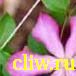 Клематис  (clematis ) лютиковые (ranunculaceae) николай рубцов