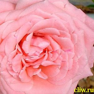 Роза  (rosa ) розоцветные (rosaceae) queen elizabeth