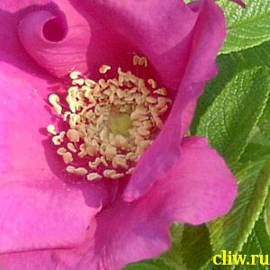 Роза морщинистая (rosa rugosa) розоцветные (rosaceae)