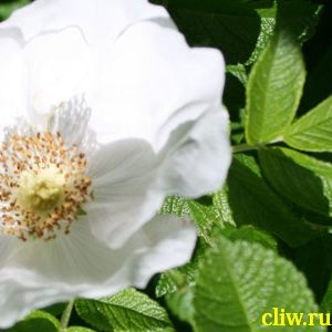 Роза морщинистая (rosa rugosa) розоцветные (rosaceae) alba