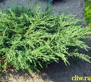 Можжевельник чешуйчатый (juniperus squamata) кипарисовые (cupressaceae) holger