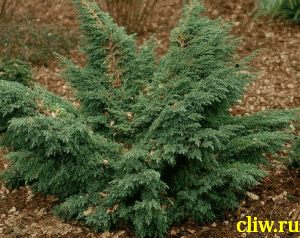 Можжевельник чешуйчатый (juniperus squamata) кипарисовые (cupressaceae) hunnetorp