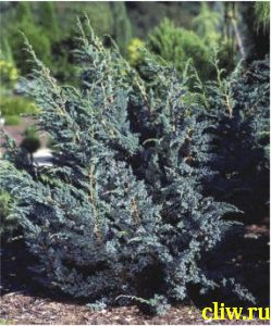 Можжевельник чешуйчатый (juniperus squamata) кипарисовые (cupressaceae) meyeri
