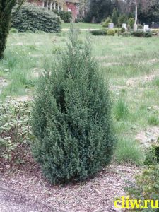 Можжевельник китайский (juniperus chinensis) кипарисовые (cupressacaea) стрикта