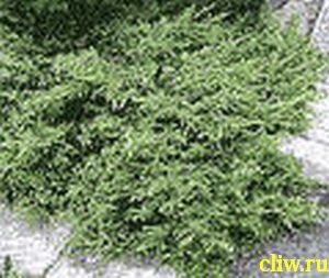 Можжевельник обыкновенный (juniperus communis) кипарисовые (cupressaceae) repanda