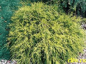 Кипарисовик горохоплодный (chamaecyparis pisifera) кипарисовые (cupressaceae) filifera aurea nana