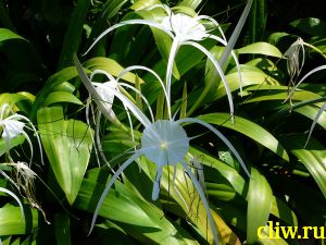 Гименокаллис карибский (hymenocallis caribaea) амариллисовые (amaryllidaceae)
