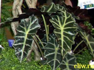 Алоказия амазонская (alocasia amazonica) ароидные (araceae)