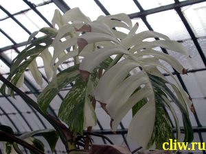 Монстера большая (monstera deliciosa) ароидные (araceae) variegata