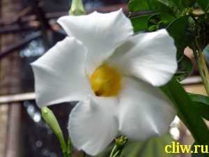 Дипладения сандера (dipladenia sanderi) кутровые (apocynaceae)