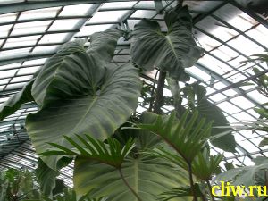 Филодендрон гигантский (philodendron giganteum) аралиевые (araceae)