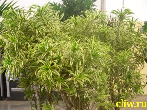 Драцена отогнутая (dracaena reflexa) драценовые (dracaenaceae) variegata