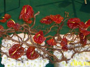 Антуриум андре (anthurium andraeanum) аралиевые (araceae)
