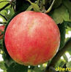 Яблоня домашняя (malus domestica) розоцветные (rosaceae) солнышко