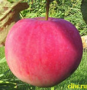 Яблоня домашняя (malus domestica) розоцветные (rosaceae) башкирский красавец
