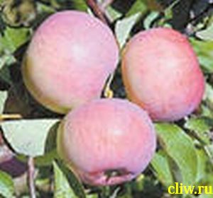 Яблоня домашняя (malus domestica) розоцветные (rosaceae) ветеран